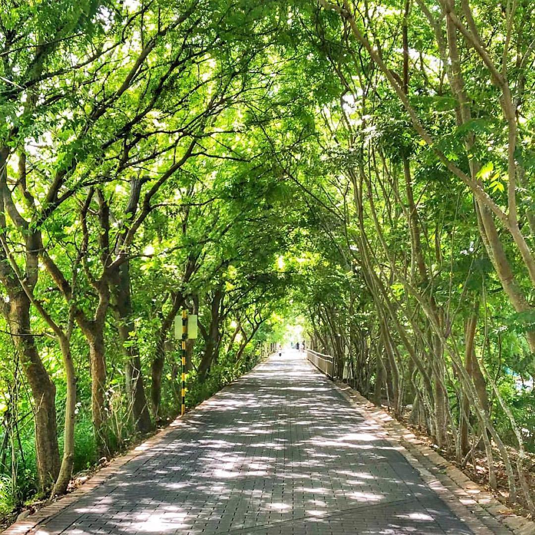 穿梭在綠色林道下感覺酷暑都消失了
-
感謝 @l.t.y_taiwan 分享
穿梭在樹蔭底下
-
#阿仰最愛拍紀錄#vscotai...
