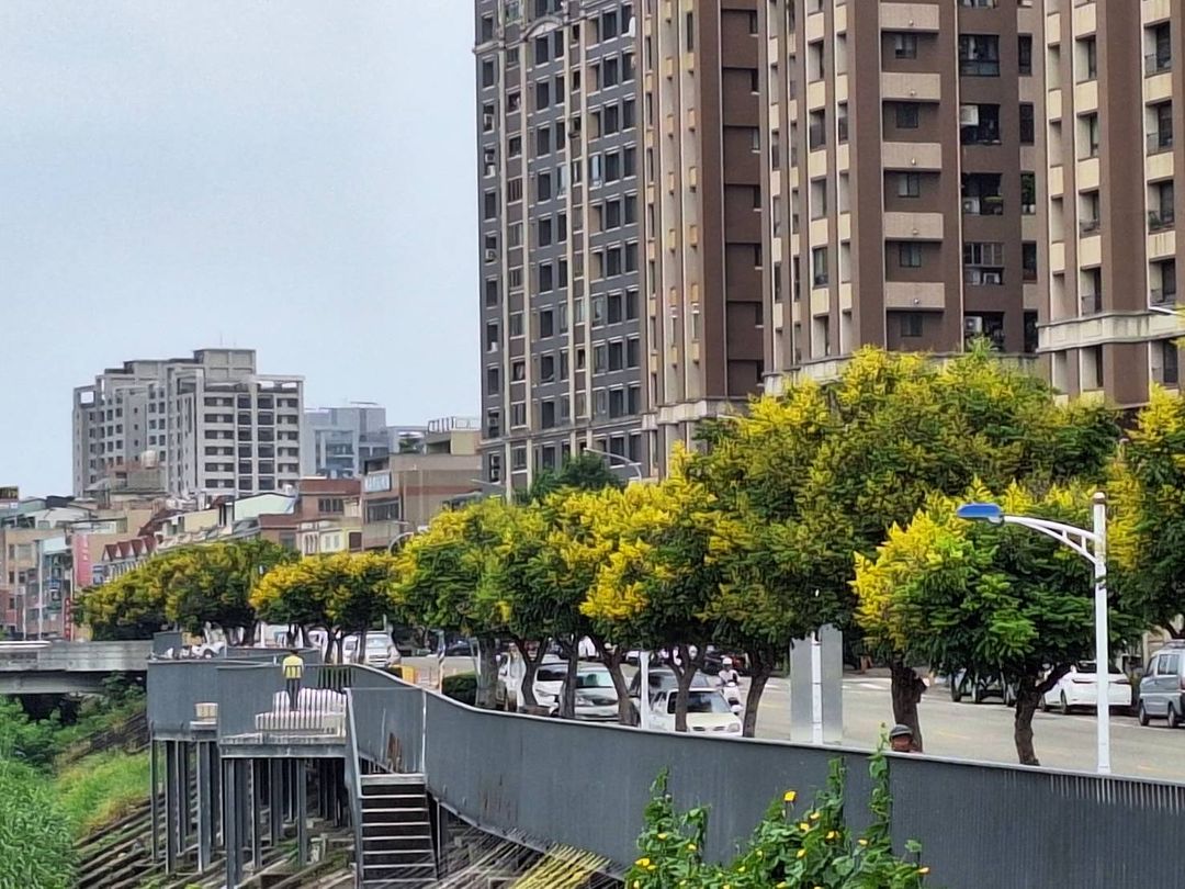 秋意渐浓！台湾栾树用金黄色点缀城市之美
