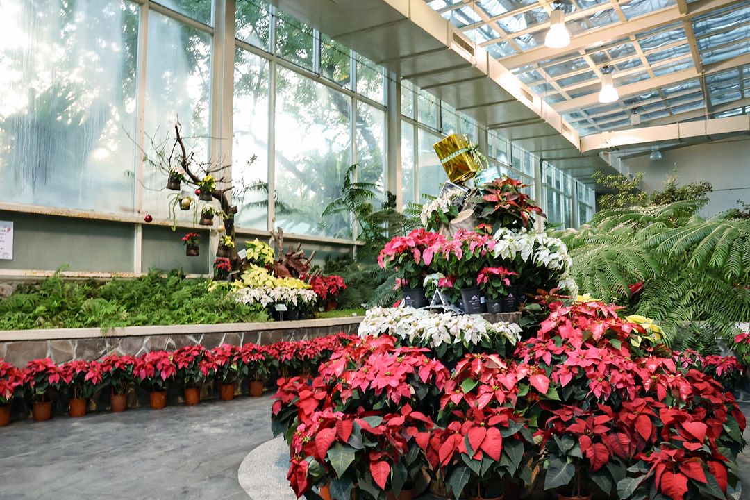 來臺中植物園欣賞聖誕紅，14種繽紛聖誕紅陪你過聖誕！