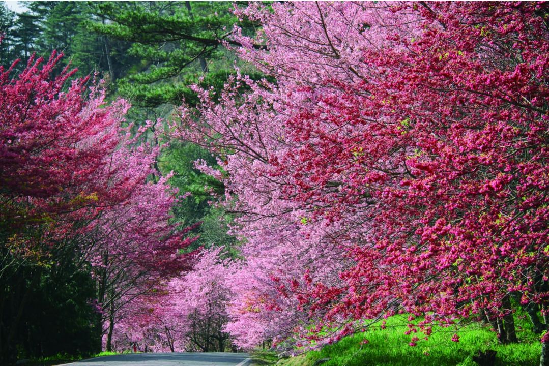 ＼2024台中赏樱最前线！就到 #武陵农场樱花季🌸 ​ ∕