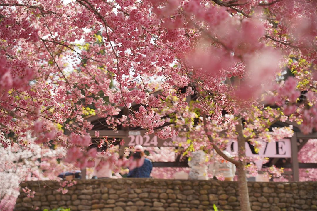 粉色樱花山景绵延展开！🌸「福寿山农场」浪漫开园至三月底唷！