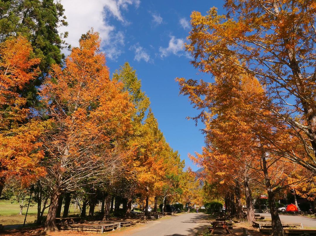 \ 漫天飛舞的秋楓紅葉，賞自然奧秘的臺中浪漫花景 /