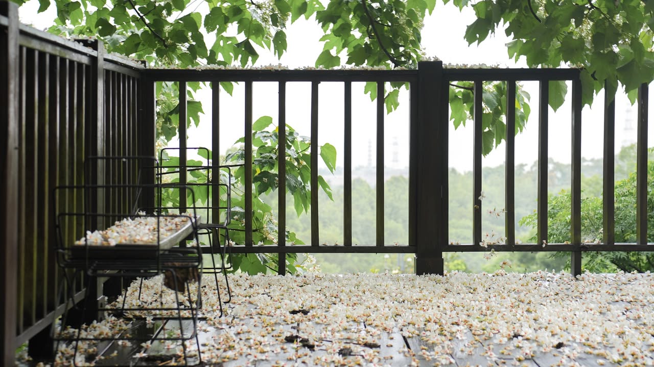 \ 桐花五月雪 🌸 台中油桐花季来了 /