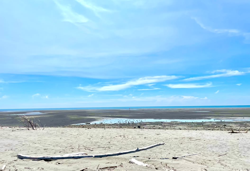 🌊 你看过「会说话的漂流木」吗？