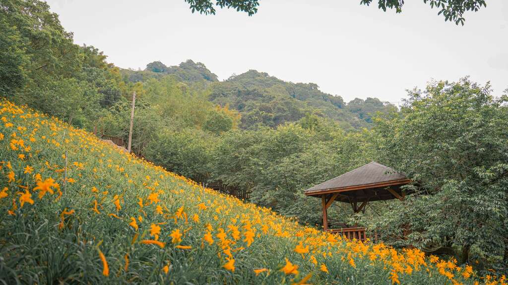 ＼六月花田散步地图开启！夏日限定赏花指南／