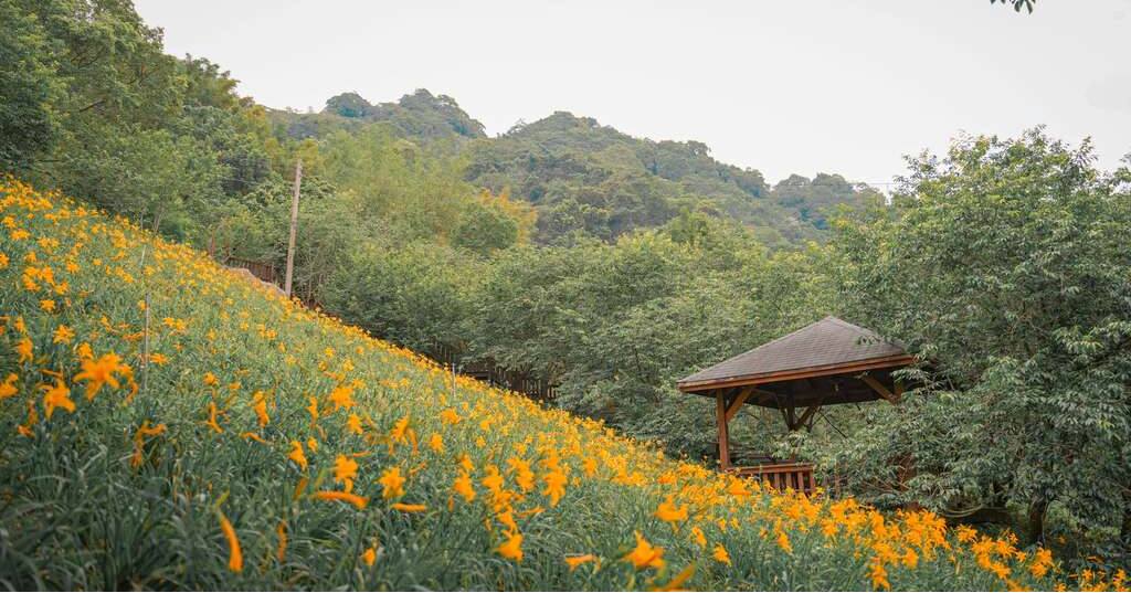 ＼六月花田散步地图开启！夏日限定赏花指南／