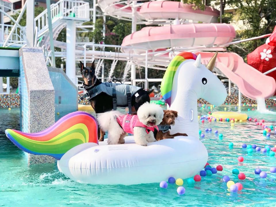 \ 清涼一夏☀️毛孩消暑新選擇~游泳初體驗!💦 /