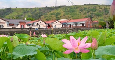 粉白绿交织的夏日浪漫,在台中四处绽放,莲花控绝对不能错过的4个景点!🪷✨