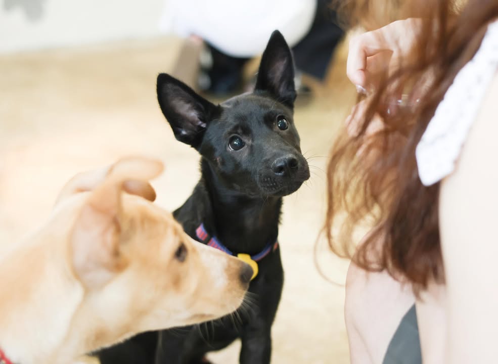 ＼國際流浪動物日🐾台中友善毛孩提案和浪浪同行／