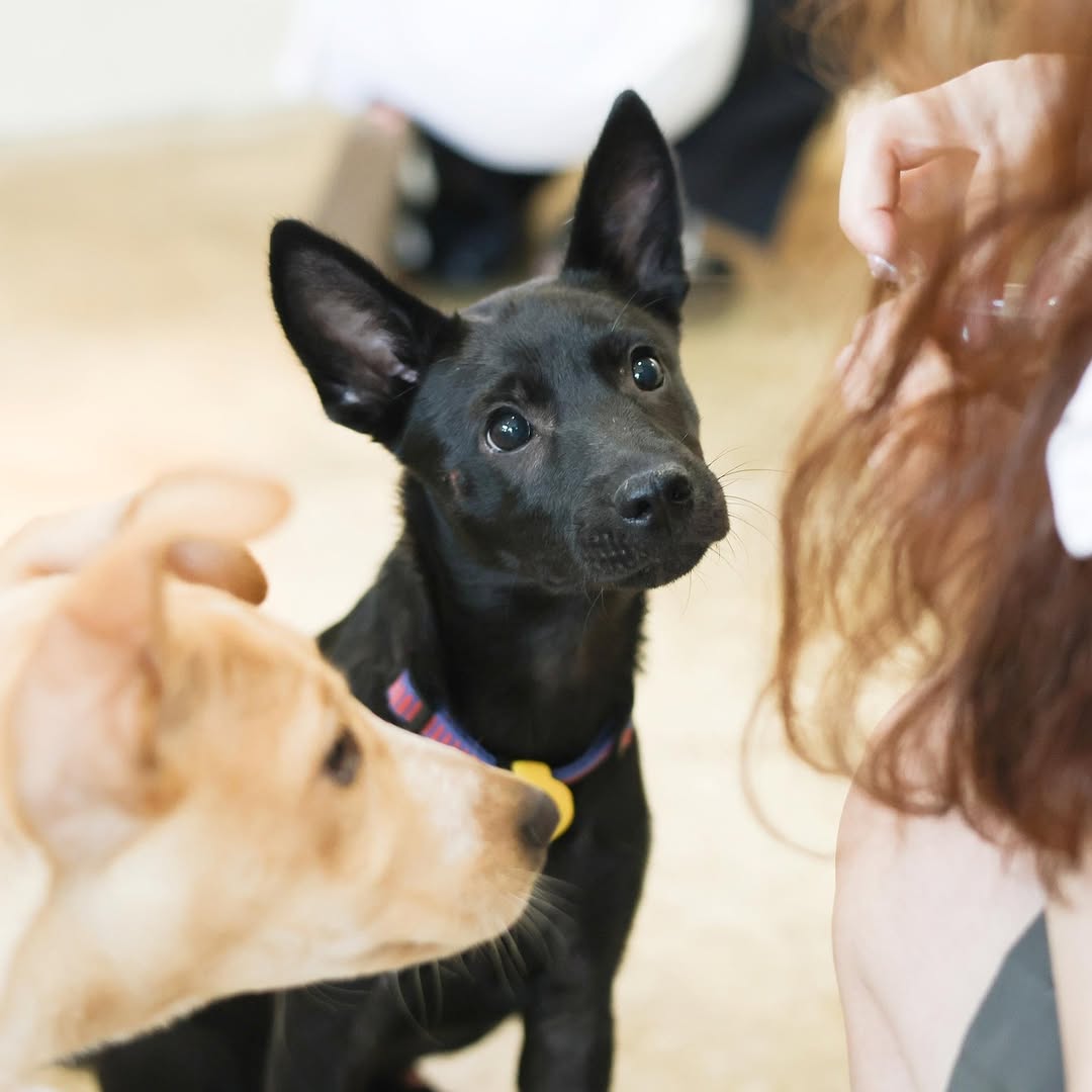 國際流浪動物日，為毛孩走一趟關懷之旅🐶