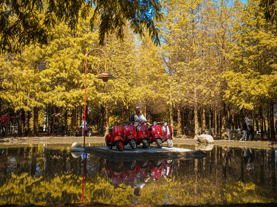 紅葉之間收藏城市的暖色,落羽松紅葉的巡禮之旅