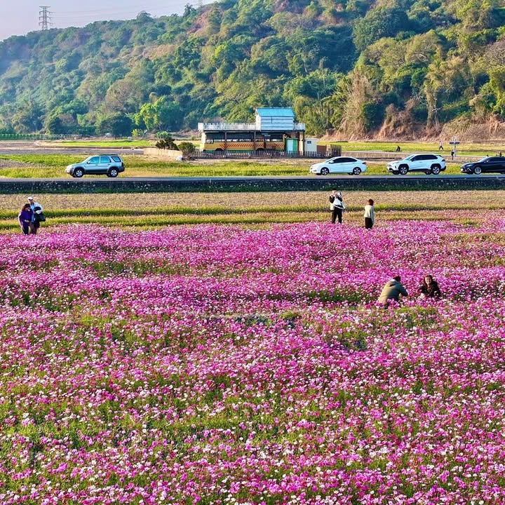 ＼走进花海里🌸把台中的温柔风景收进相机／