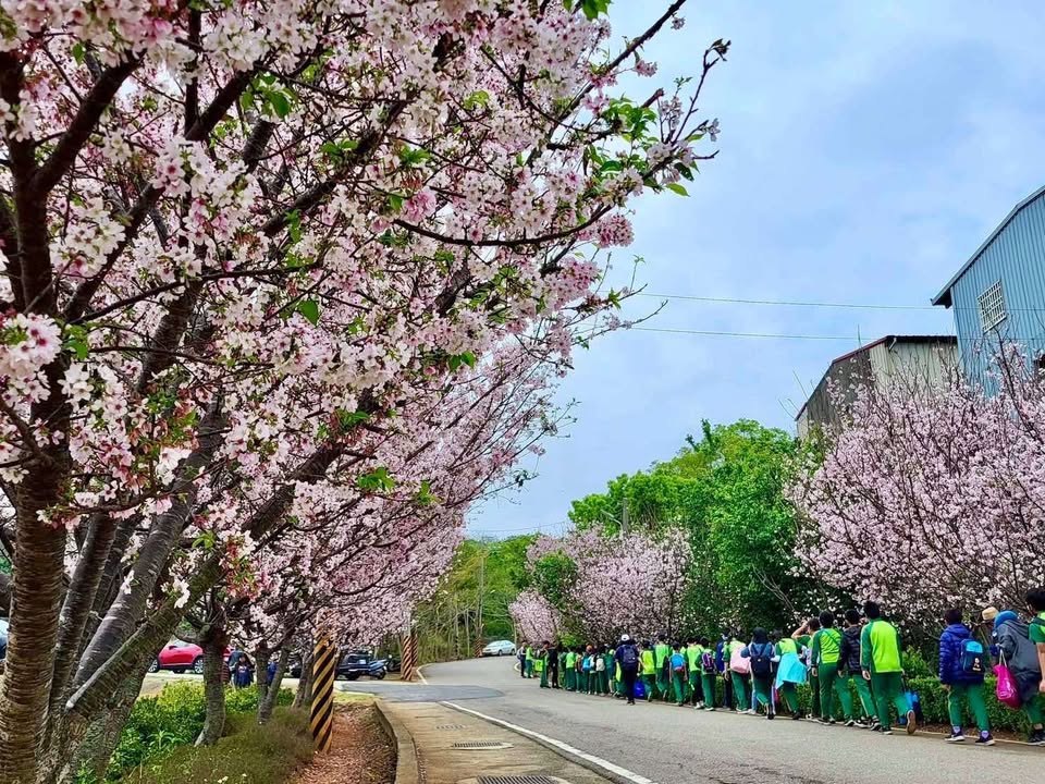 粉色季節報到🌸台中櫻花散步提案4選