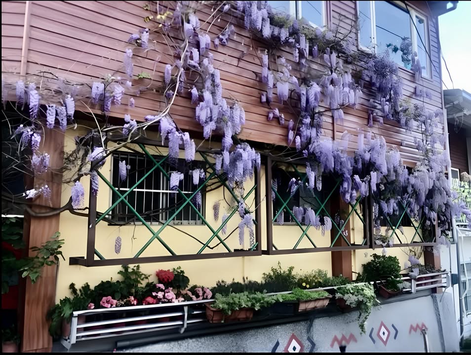 💜和平環山紫色瀑布💜