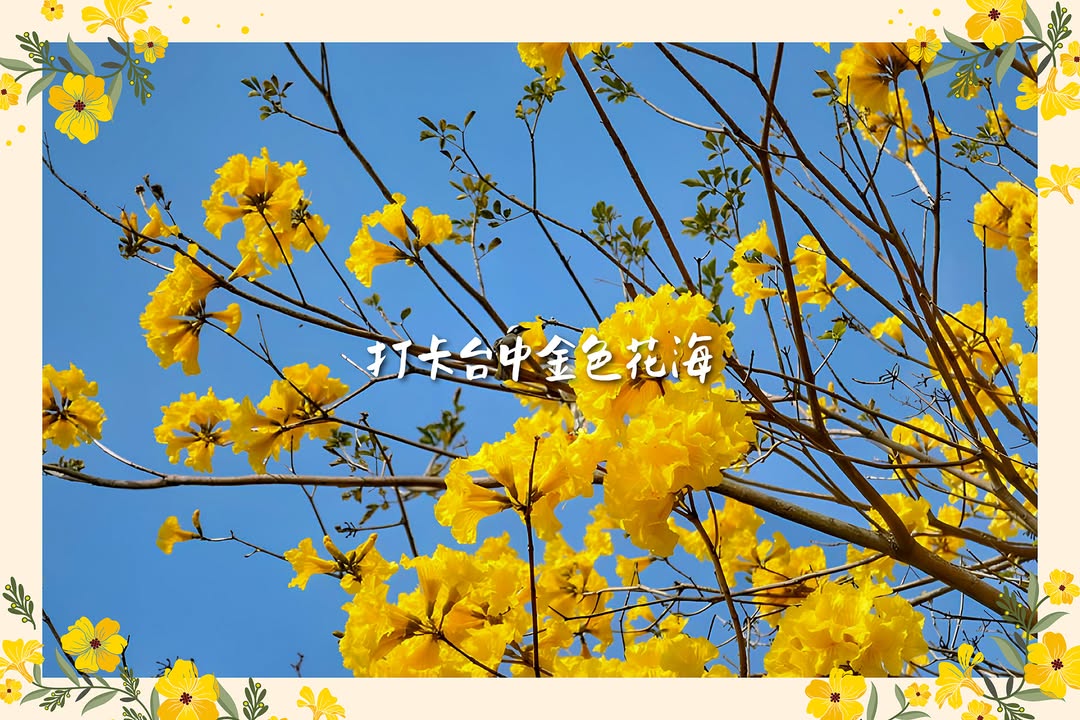 台中黃金花海浪漫來襲🏵️賞花地圖大公開🗺️