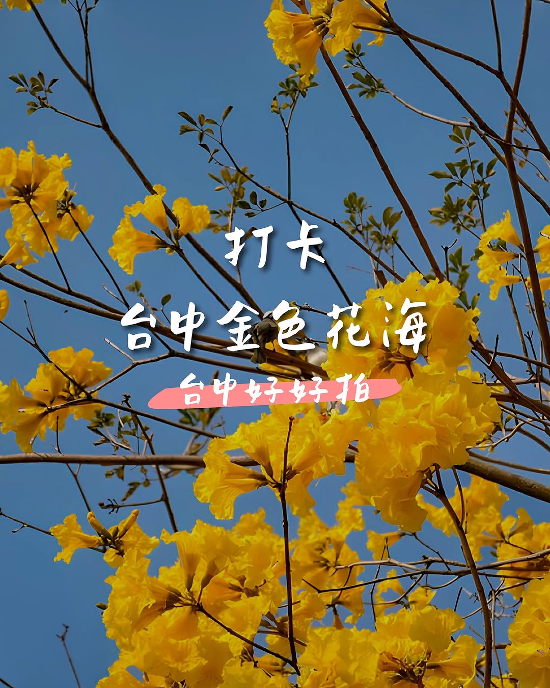 期間限定✨台中「黃金花海」地圖分享 💛