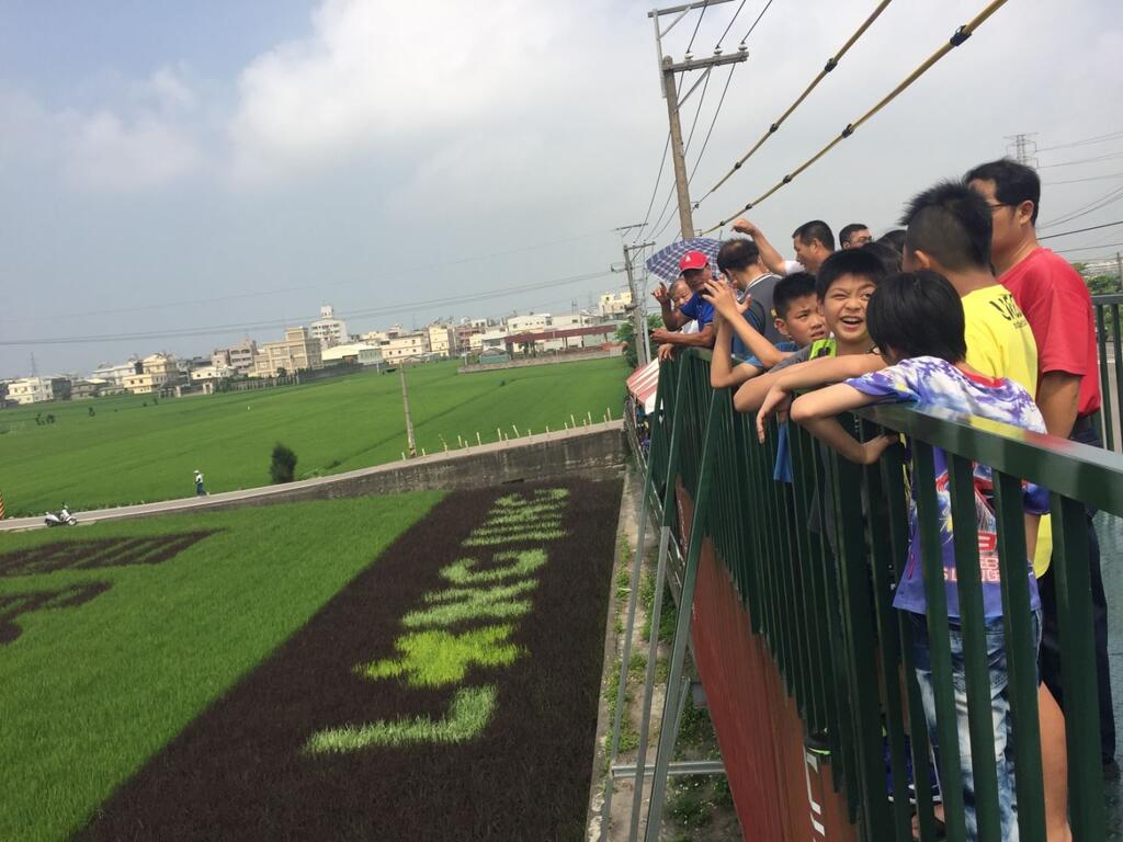 石虎彩绘稻田吸睛引人潮 龙井观光新亮点-民众