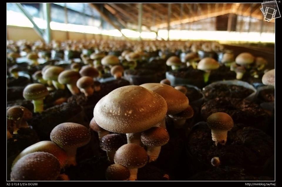 慢遊田園 紫戀薰衣草