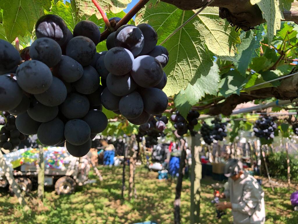 慢遊田園 紫戀薰衣草