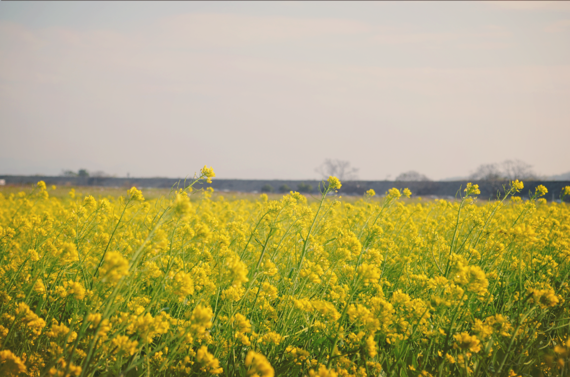 甲安埔一日郊遊趣