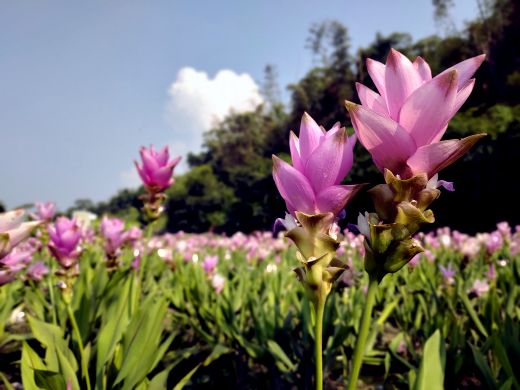 甲安埔一日郊遊趣