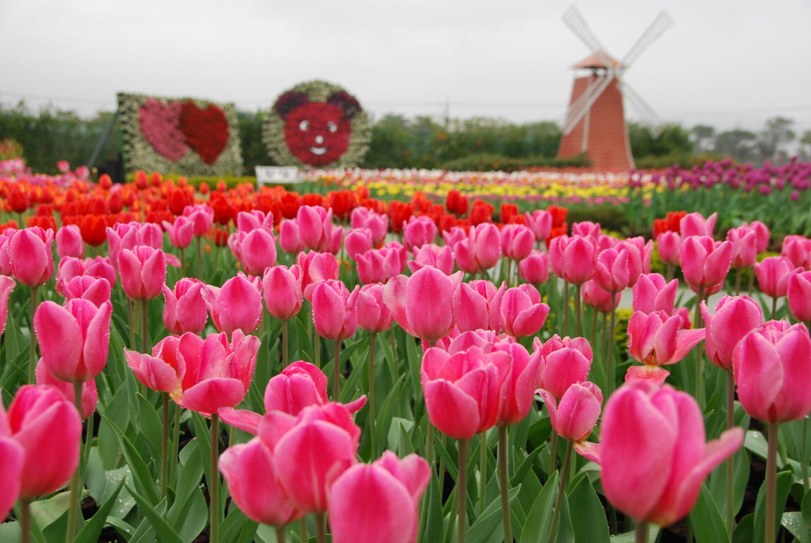 2020年春節去哪裡？台中景點報你知！(賞花篇)