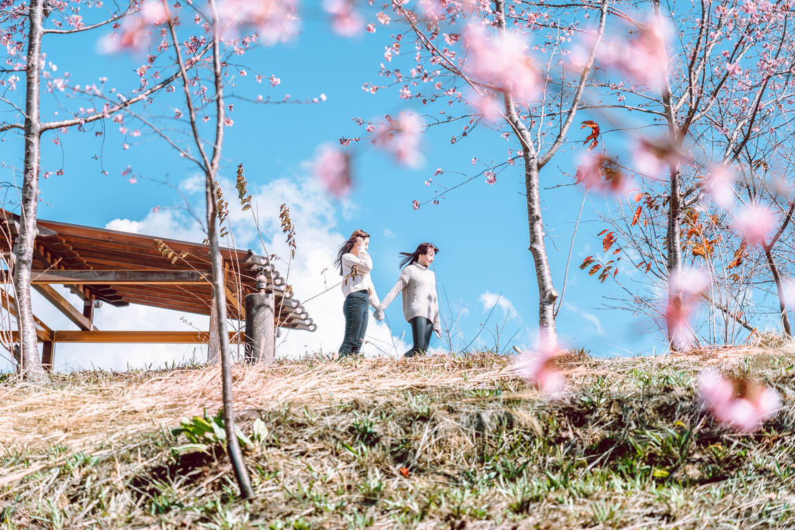 連假來一趟浪漫粉色之旅，台中櫻花景點大公開！
