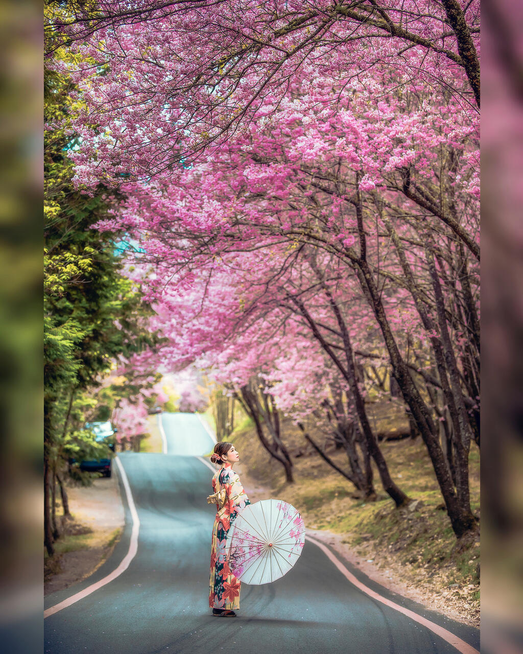 連假來一趟浪漫粉色之旅，台中櫻花景點大公開！