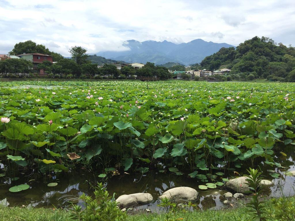 【台中東勢】客家山城，賞荷、賞螢火蟲景點懶人包！