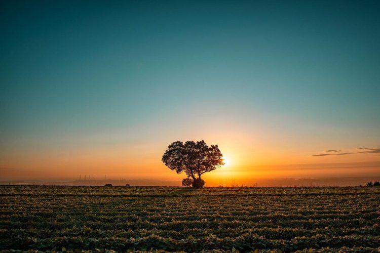 九天夕陽之樹-2- IG @staywithmax