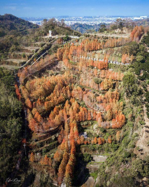 新田落羽松夢想莊園-圖  IG @lilianwang_tw
