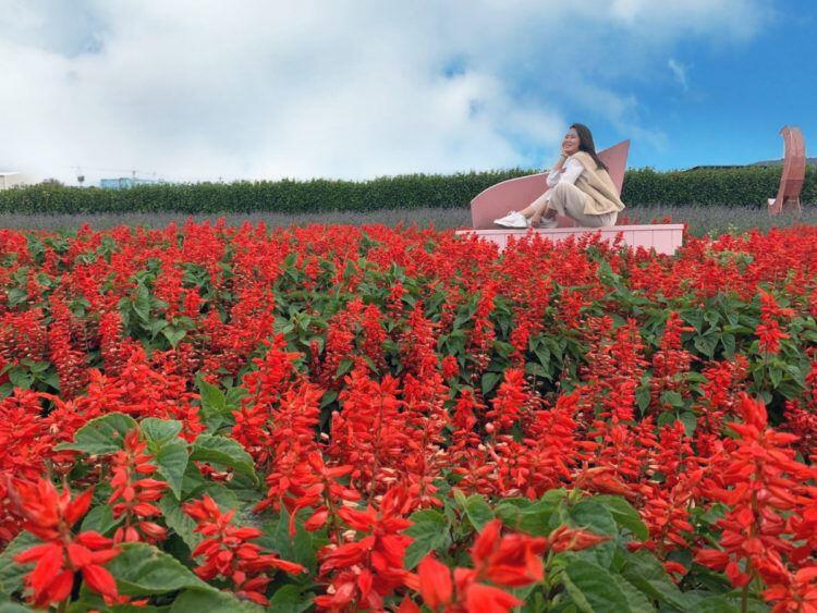 中社观光花市图ReadyGo