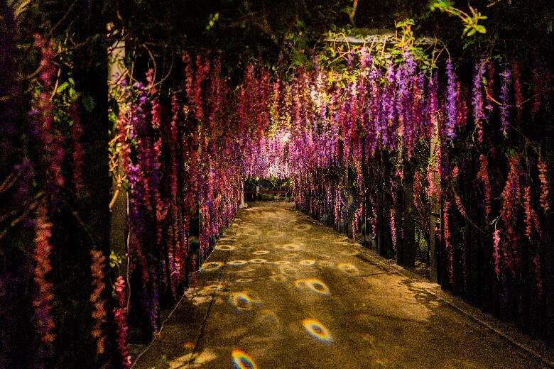 豐遊系列  冬豐站  希望