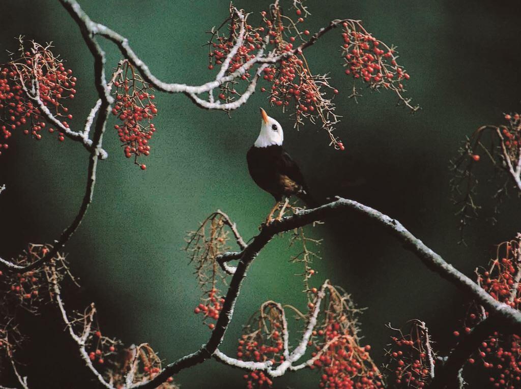 大雪山森林遊楽区